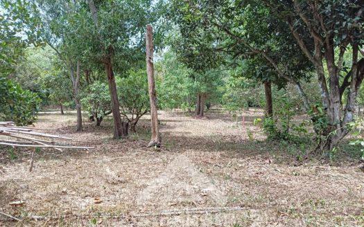 Land for Sale at Bang Lamung