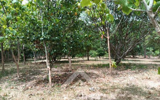 Land for Sale at Bang Lamung
