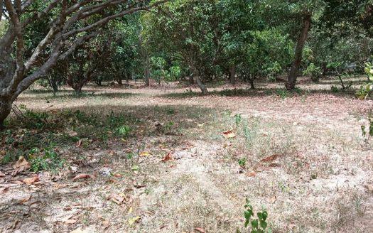 Land for Sale at Bang Lamung